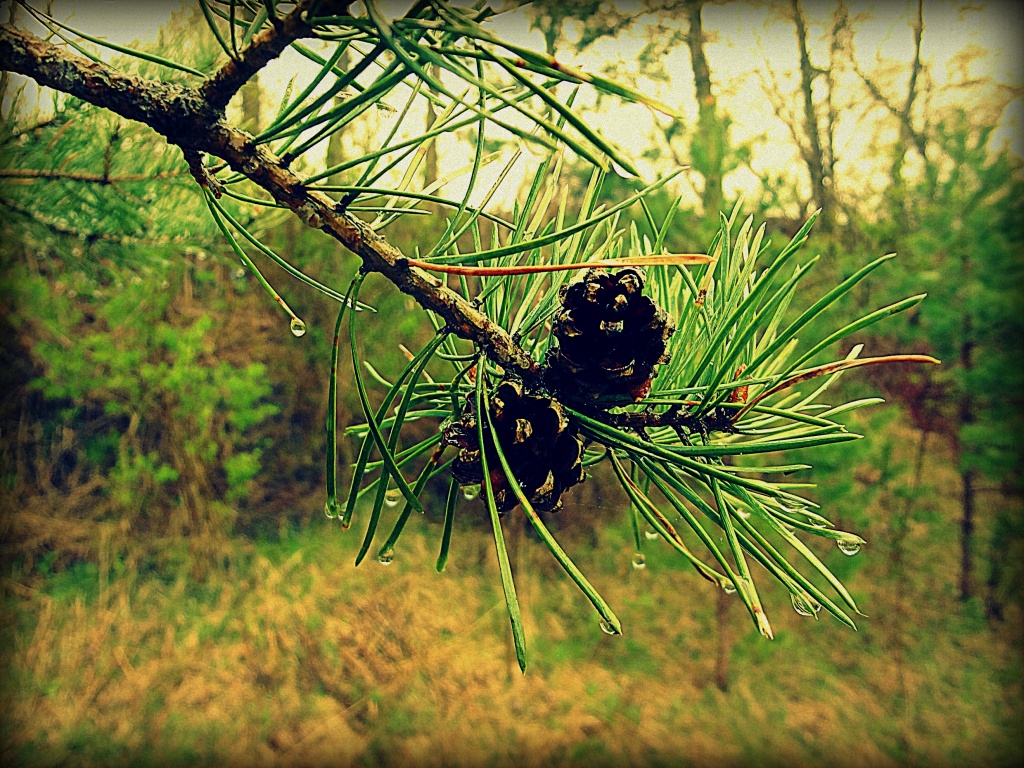 pine cones by edie