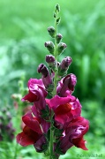 25th Apr 2012 - Snapdragons in the morning