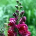 Snapdragons in the morning by rhoing