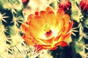 30th Apr 2012 - Cactus Flower