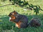 30th Apr 2012 - Squirrel Sized Bite