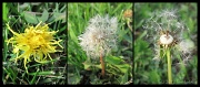 30th Apr 2012 - Three Dandelions
