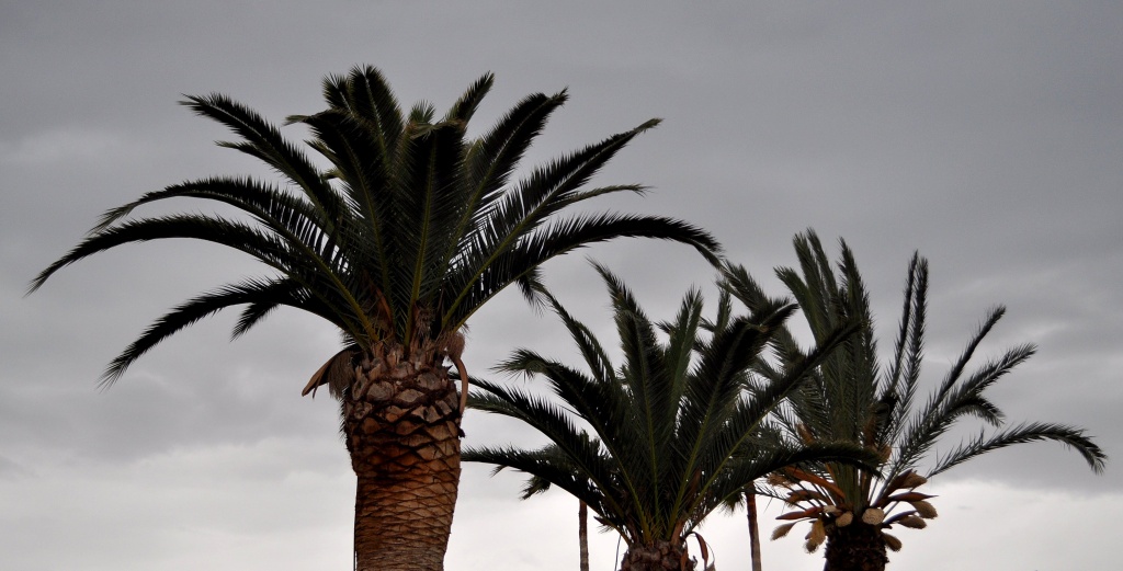 Palms by philbacon