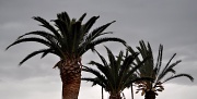 27th Apr 2012 - Palms
