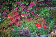 30th Apr 2012 - My Friend Steve Tomkins' Beautiful NW Garden