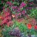 My Friend Steve Tomkins' Beautiful NW Garden by seattle