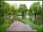 30th Apr 2012 - Riverside park in flood