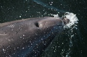 17th Apr 2012 - Doubtful Dolphin