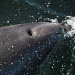 Doubtful Dolphin by helenw2