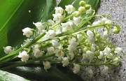 1st May 2012 - bunch of lily of the valley