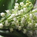 bunch of lily of the valley by quietpurplehaze