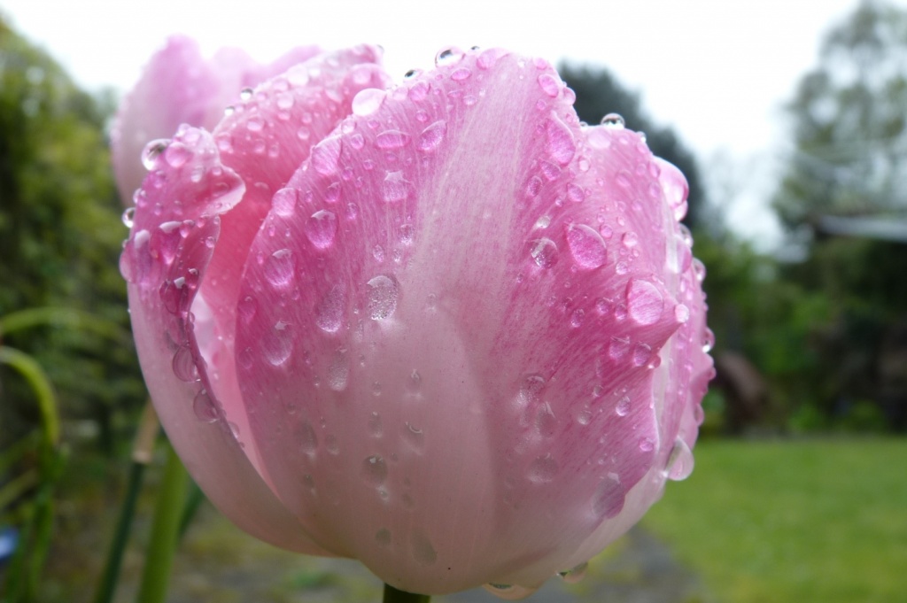 Tulip after the rain by lellie