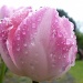 Tulip after the rain by lellie