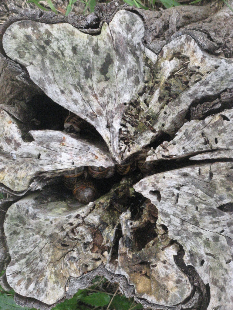 Tree Stump  by marguerita