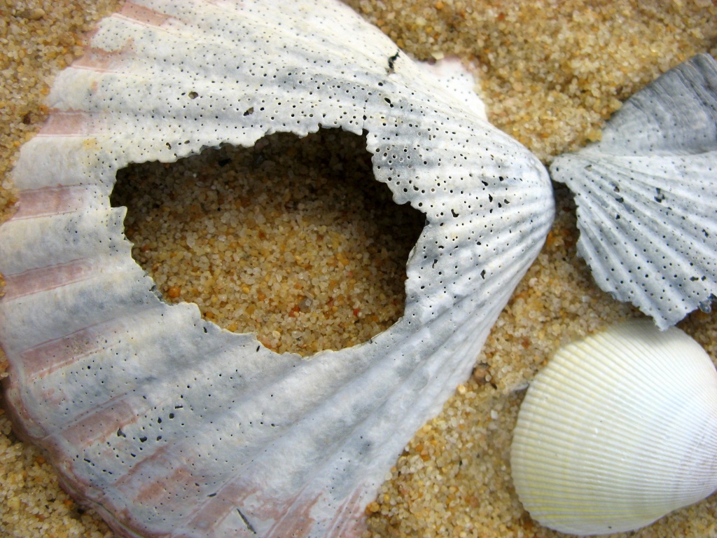 Shell scape! by marguerita