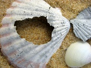21st Apr 2012 - Shell scape!
