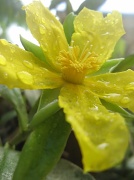 24th Apr 2012 - Just after the rain!