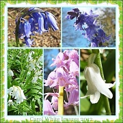 1st May 2012 - Bluebells
