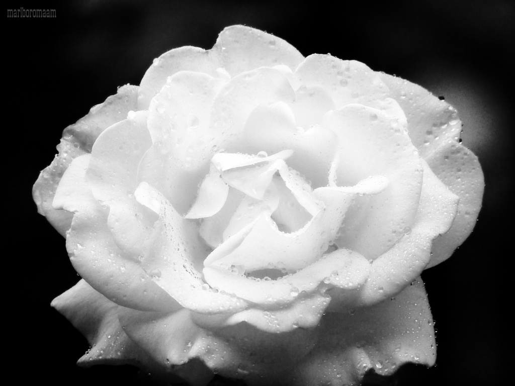 Rose 2... Again, best viewed large! by marlboromaam