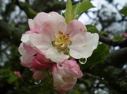 1st May 2012 - The darling buds of May.