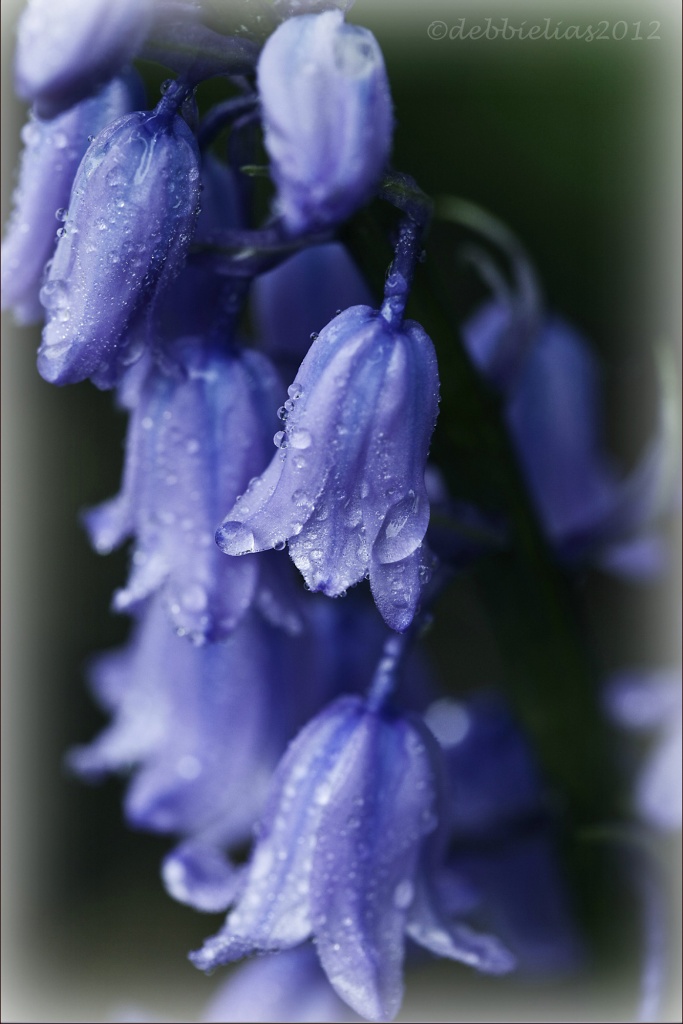 1.5.12 Bluebells by stoat
