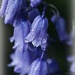 1.5.12 Bluebells by stoat