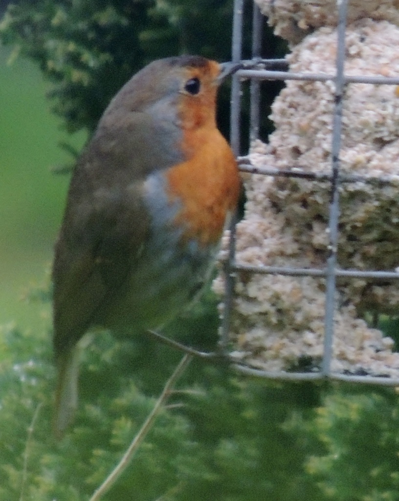 The red red robin keeps bob bobbing along! by rosiekind