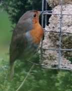 1st May 2012 - The red red robin keeps bob bobbing along!