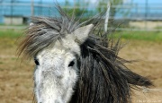 30th Apr 2012 - Just for fun: Bad hair day