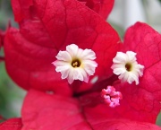 1st May 2012 - Red Bougainvillea