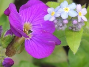 1st May 2012 - Aubretia & Forget Me Not