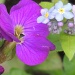 Aubretia & Forget Me Not by rosiekind