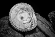 1st May 2012 - Artist challenge: Max Dupain - The Seashell