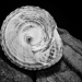Artist challenge: Max Dupain - The Seashell by bmnorthernlight