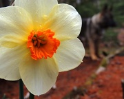 1st May 2012 - Kala, and maybe you see another daff too.