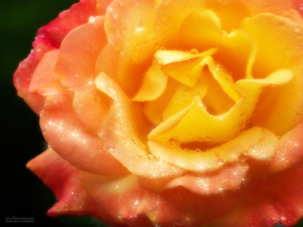 Star of the Tea Roses... by marlboromaam