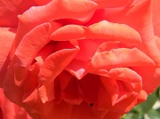 1st May 2012 - Rose 5.1.12 