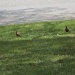 Robins in Front Yard by hjbenson