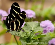 1st May 2012 - Flutterby