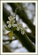 1st May 2012 - Apple Blossom