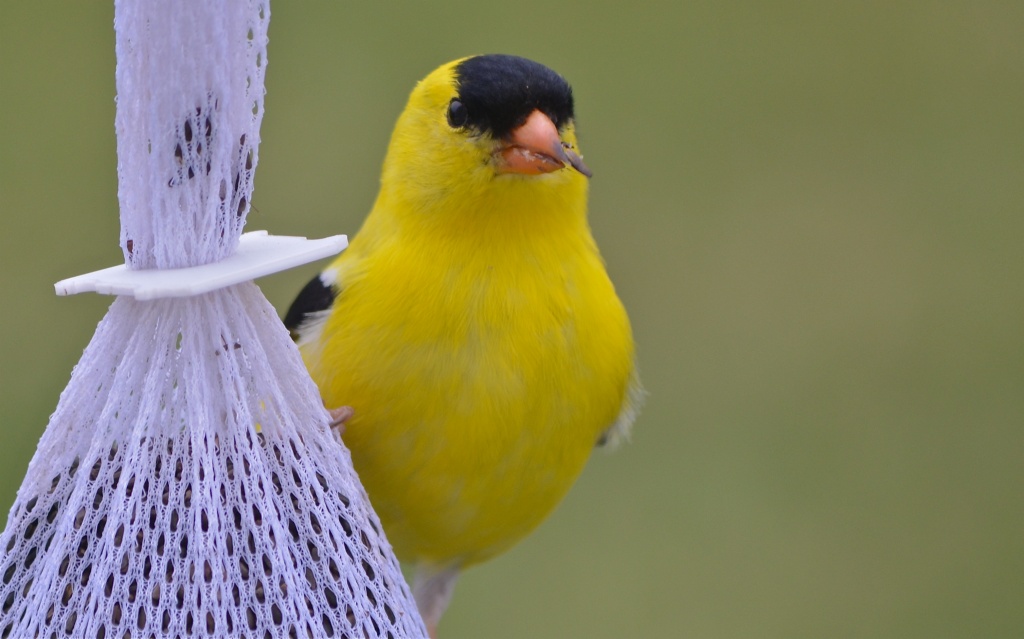 Yellow Finch by kdrinkie