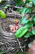 1st May 2012 - Baby Robins