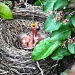 Baby Robins by skipt07