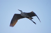 1st May 2012 - Great Blue Heron