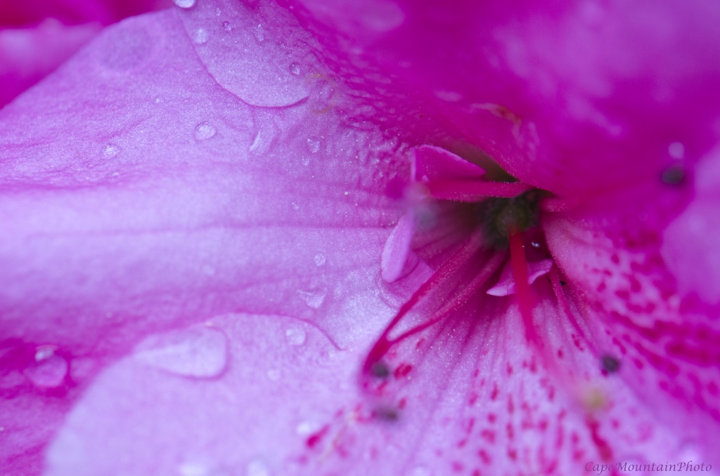 Rhododendron in the Rain by jgpittenger