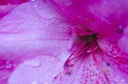 1st May 2012 - Rhododendron in the Rain