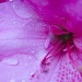 Rhododendron in the Rain by jgpittenger