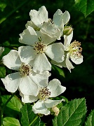 1st May 2012 - Blackberry Blooms