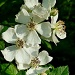 Blackberry Blooms by calm