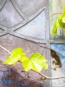 29th Apr 2012 - Stained Glass